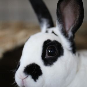 Meet your Posher, Heidi